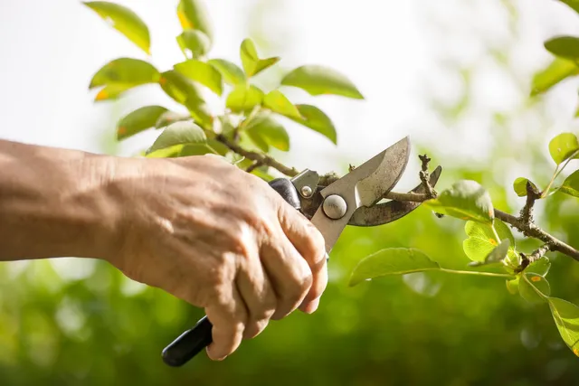 Essential Tree Services For Optimal Maintenance & Care | Expert Guidance